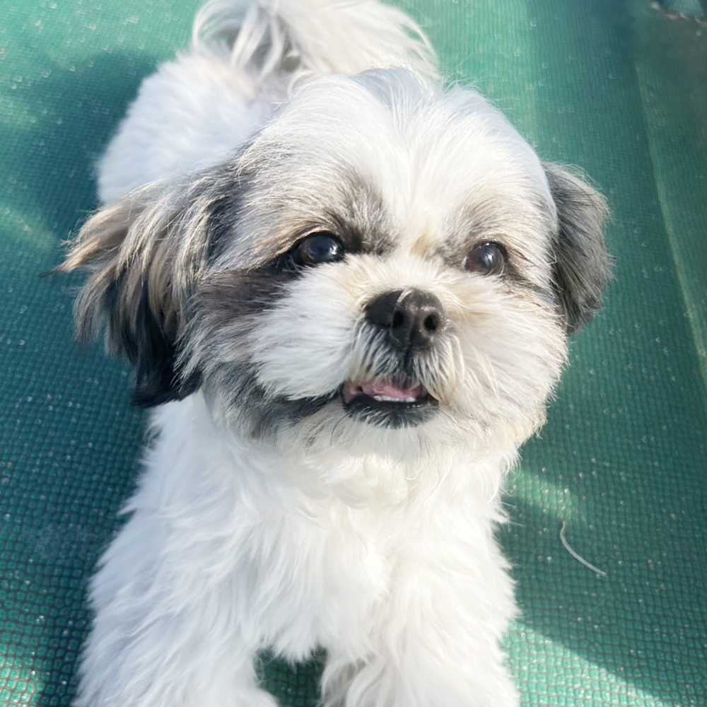 生徒が撮影したモデル犬の写真♪